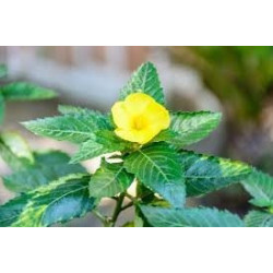 Damiana Leaf Farmvit 100g