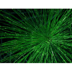 Horsetail , Equiseti Herba 50g KAWON URINARY TRACT , GRAYING HAIR, SILICA,