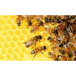 Natural Linden Honey 1.2 kg, Pure, Organic, Unheated