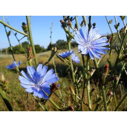 Chicory "Traveler" Herb (Cichorium Intybus) 50g  digestive system