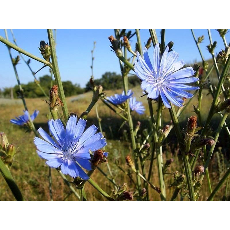 Chicory "Traveler" Herb (Cichorium Intybus) 50g  digestive system