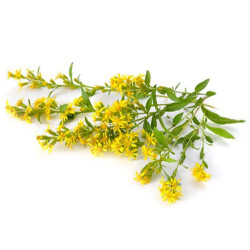 Golden Rod Herba Solidaginis  FARMVIT 50 g, Ziele Nawłoci