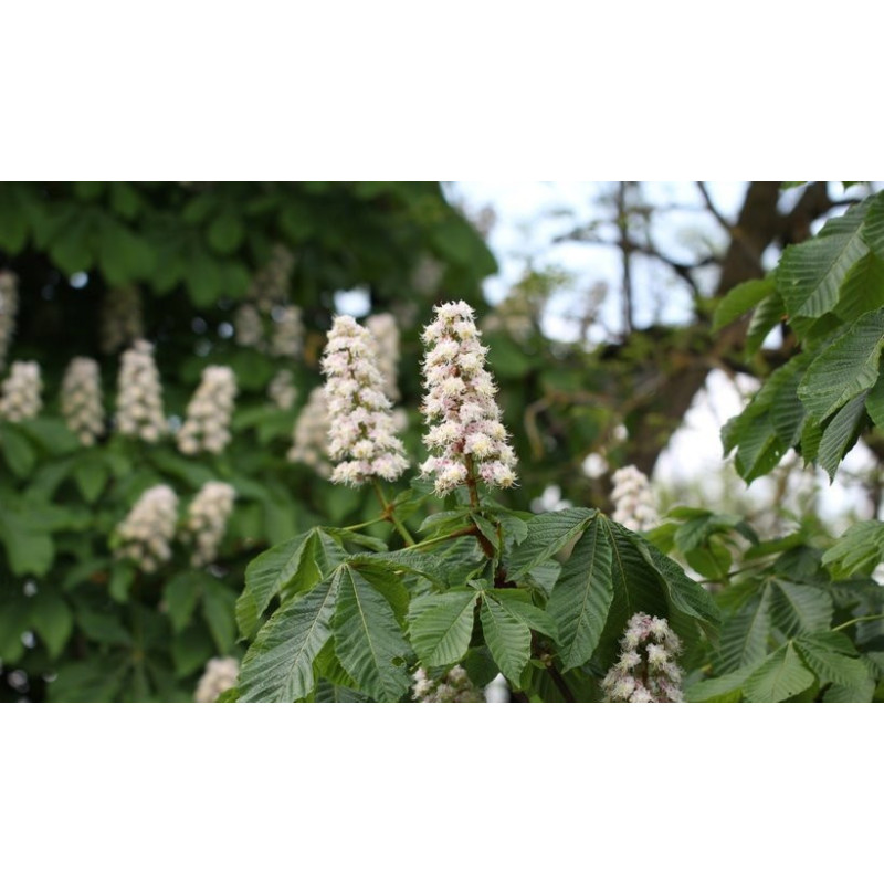 Chestnut Flower herb 50g / Kwiat Kasztanowca