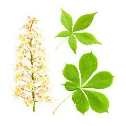 Chestnut Flower herb 50g / Kwiat Kasztanowca