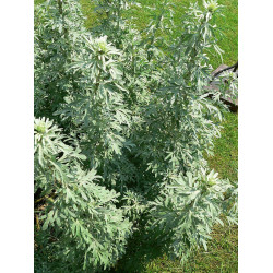 Wormwood Herbs 50g, Piołun Ziele