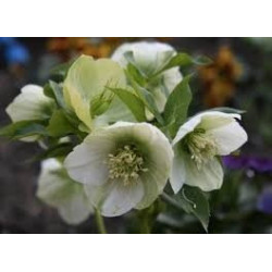 Caucasian Hellebore Herbs  10g overweight, diabetes mellitus, purification of body