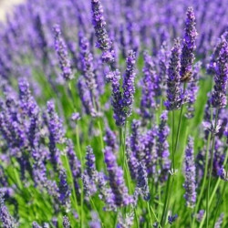Lavender Flower Dary Natury, Ecological, 50g