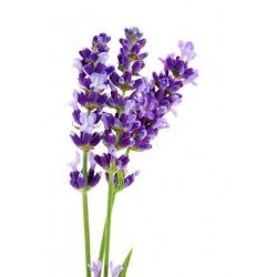 Lavender Flower Dary Natury, Ecological, 50g