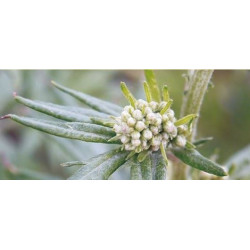 Mugwort Herb (Artemisia vulgaris L.) 50g For Calming the Nerves, Promoting Menstruation, and Relieving Itching