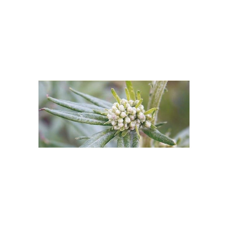 Mugwort Herb (Artemisia vulgaris L.) 50g For Calming the Nerves, Promoting Menstruation, and Relieving Itching
