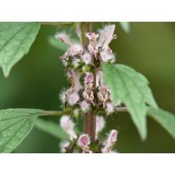Motherwort Herb (Leonuri cardiacae herba) 50g
