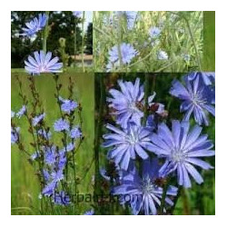 Chicory Traveller Root Radix Cichorii 50g digestive disorders